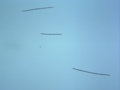 Dolichospermum planctonicum