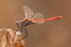 Sympetrum fonscolombii