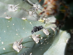 Phidippus audax