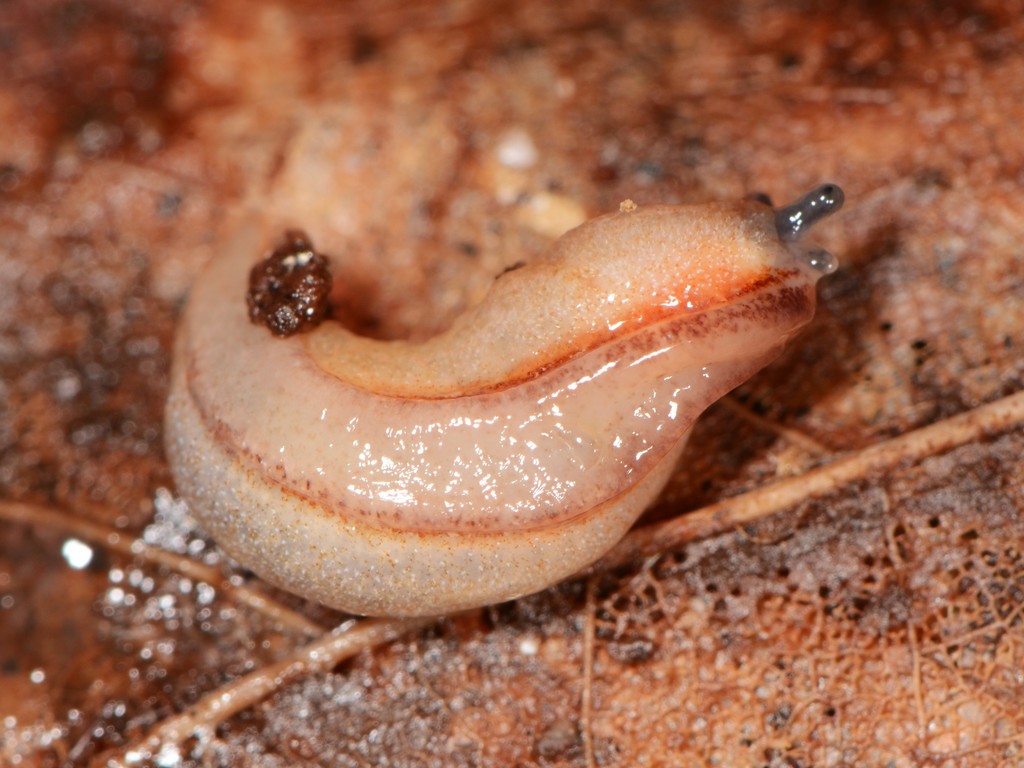 Redfoot Mantleslug