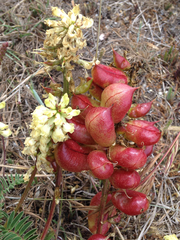 Astragalus nuttallii virgatus