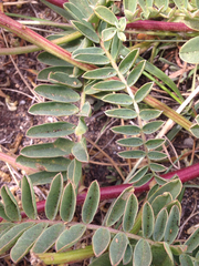Astragalus nuttallii virgatus
