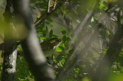 Phylloscopus trochiloides