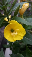 Oenothera biennis