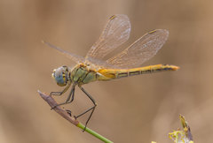 Sympetrum fonscolombii