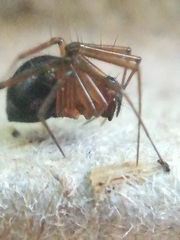 Lepthyphantes