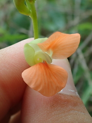 Macroptilium erythroloma