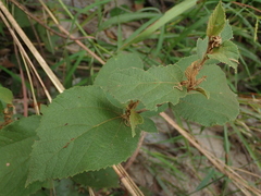 Helicteres brevispira