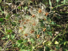 Clematis lathyrifolia