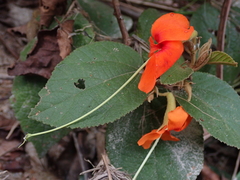 Helicteres brevispira