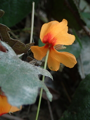 Helicteres brevispira