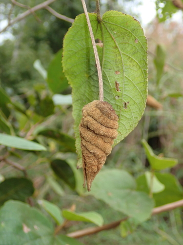 Image of Helicteres Brevispira (Helicteres brevispira) by no rights reserved