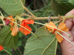 Helicteres brevispira