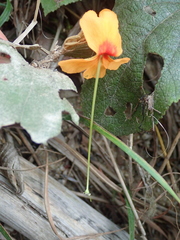 Helicteres brevispira