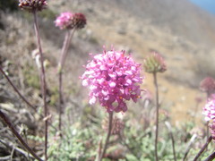 Polyachyrus fuscus