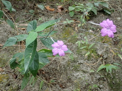 Ruellia costata