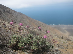 Polyachyrus fuscus