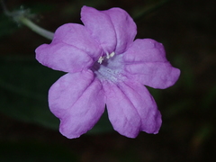 Ruellia costata