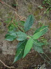 Ruellia costata