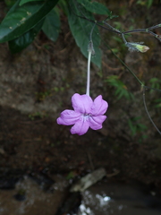 Ruellia costata