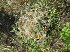 Clematis lathyrifolia