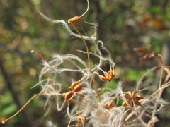 Clematis lathyrifolia