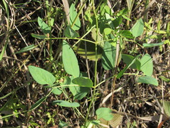 Clematis lathyrifolia