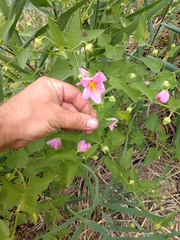 Kosteletzkya pentacarpos