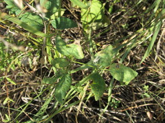 Clematis lathyrifolia