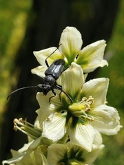 Lepturopsis dolorosa