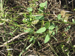 Clematis lathyrifolia