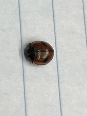 Coccinella alta