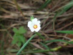 Sida linifolia