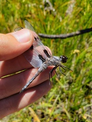 Libellula nodisticta
