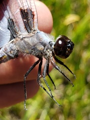 Libellula nodisticta