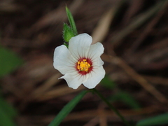 Sida linifolia