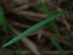 Sida linifolia