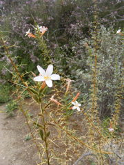 Acanthogilia gloriosa