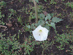 Datura ceratocaula