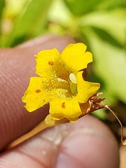 Erythranthe linearifolia