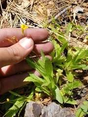 Erythranthe linearifolia
