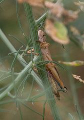 Eyprepocnemis plorans