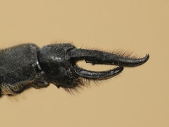 Somatochlora elongata