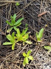 Erythranthe linearifolia