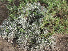 Packera candidissima