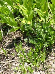 Potentilla flabellifolia