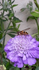 Syrphus ribesii