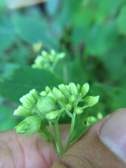 Schizomyia eupatoriflorae