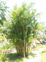 Bactris setosa