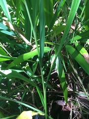 Liliopsida
